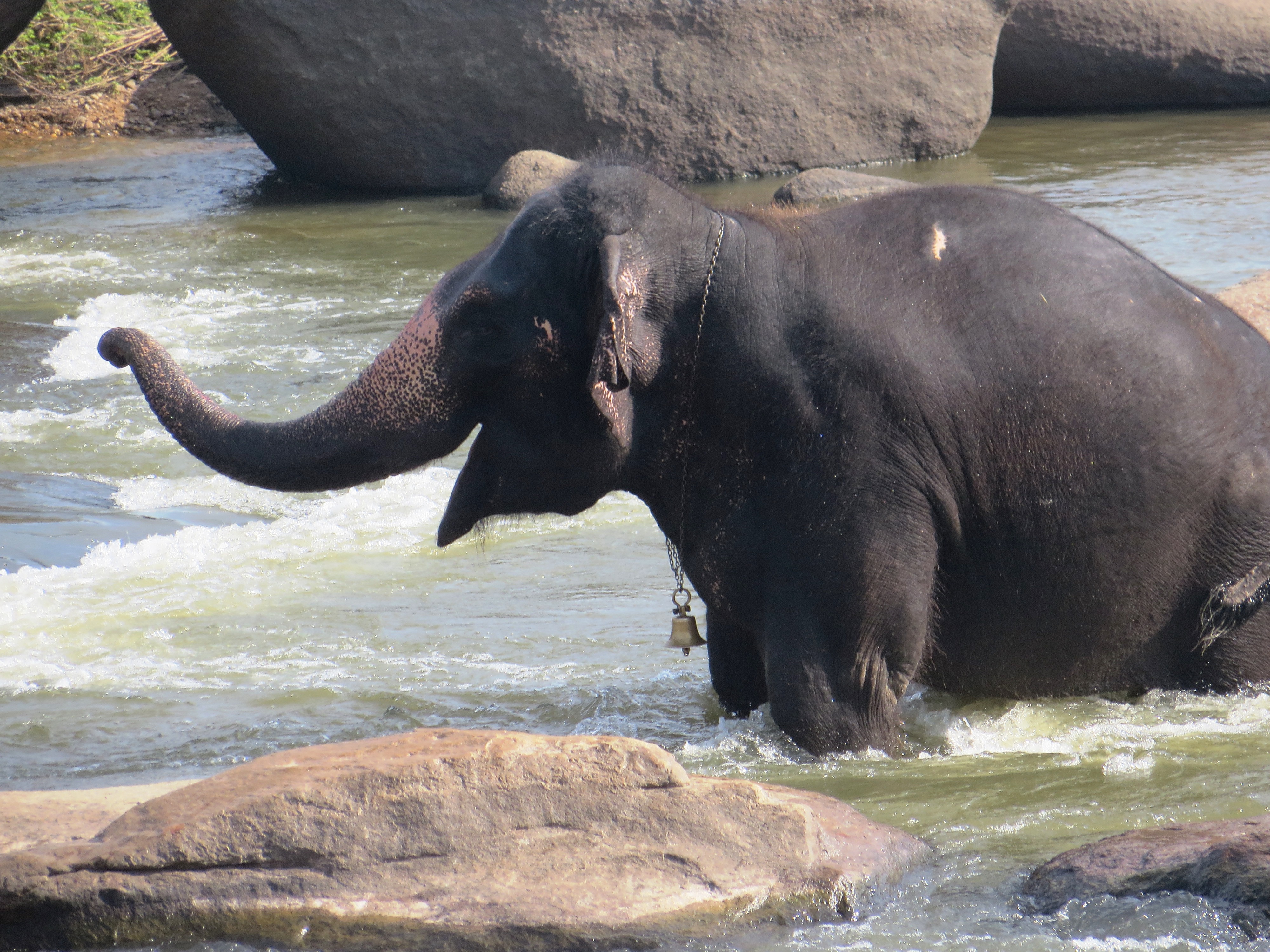 Elephants